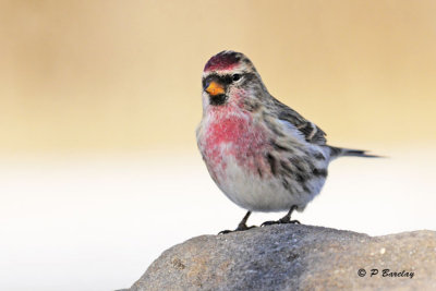 Common Redpoll