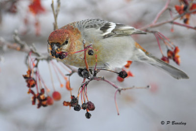 Pine Grosbeak