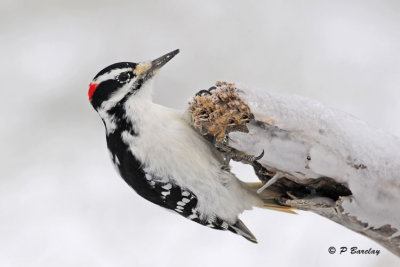 Hairy Woodpecker (m)