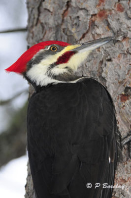 Pileated Woodpecker (m)