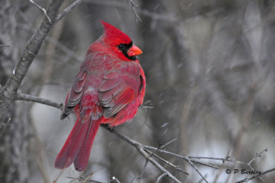 Northern Cardinal