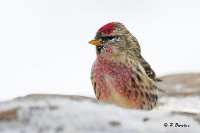 Common Redpoll