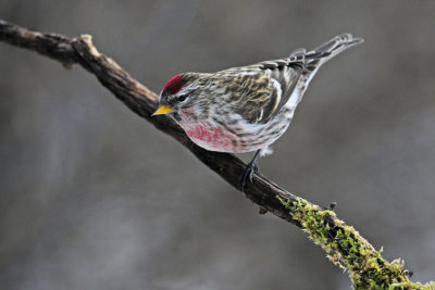 Common Redpoll