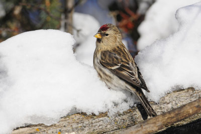 Common Redpoll