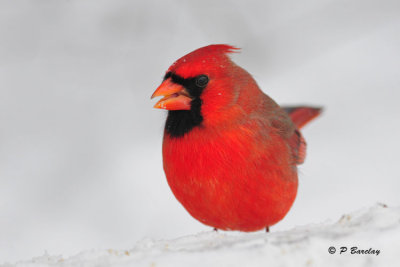 Northern Cardinal