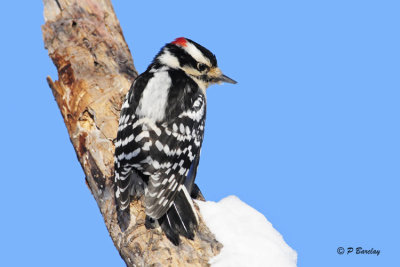 Downy Woodpecker