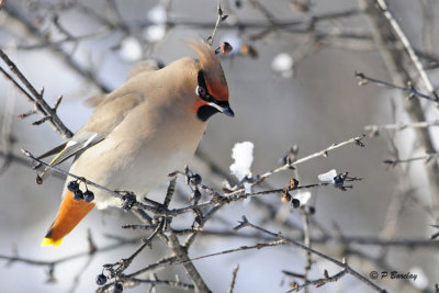 Bohemian Waxwing