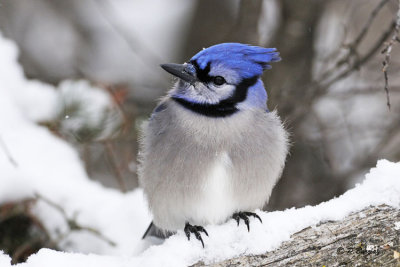 Blue Jay