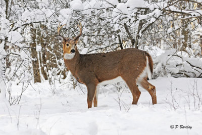 White-tailed Deer