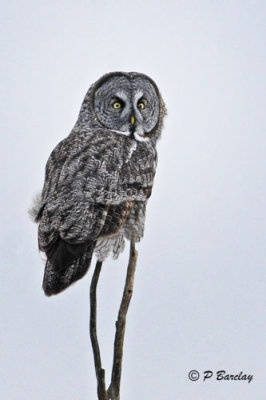 Great Gray Owl