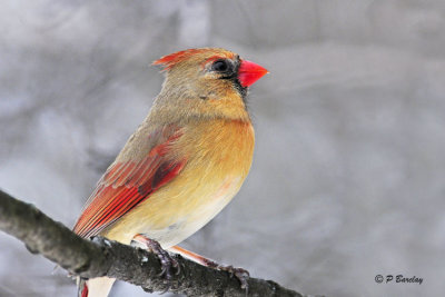 Northern Cardinal (f)