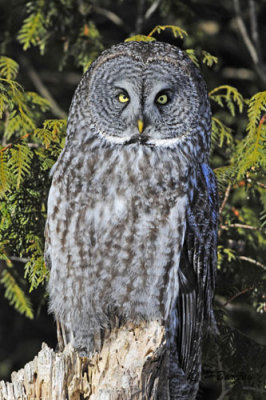 Great Gray Owl