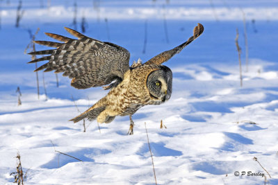 Great Gray Owl