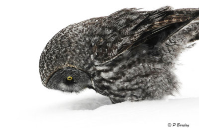 Great Gray Owl