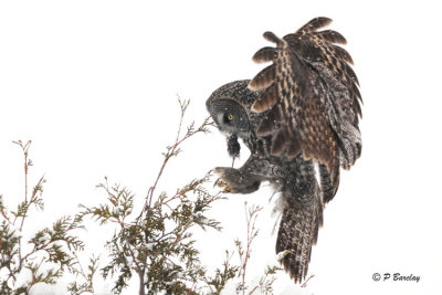 Great Gray Owl:  SERIES