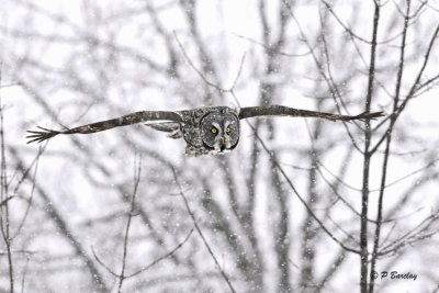 Great Gray Owl