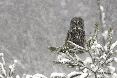 Great Gray Owl