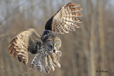 Great Gray Owl