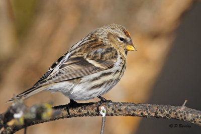 Common Redpoll