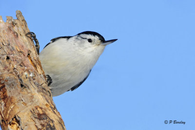 White-breasted Nuthatch