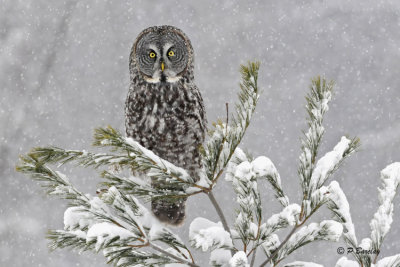 Great Gray Owl