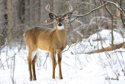 White-tailed Deer