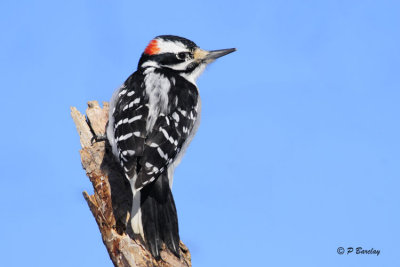 Hairy Woodpecker