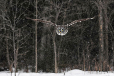 Great Gray Owl