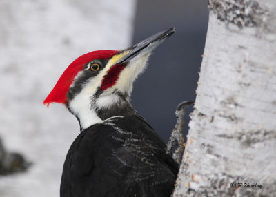 Pileated Woodpecker:  SERIES