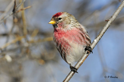 Common Redpoll