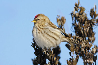 Common Redpoll