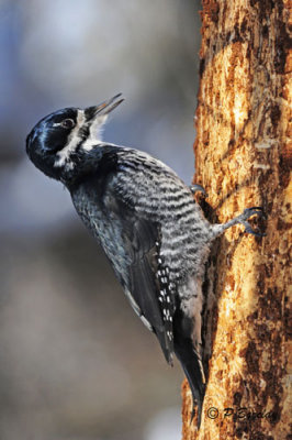 Black-backed Woodpecker