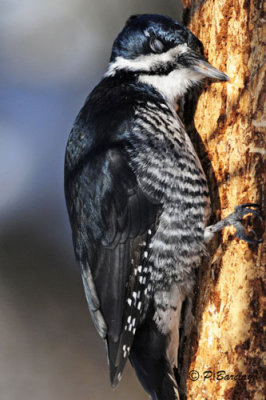 Black-backed Woodpecker