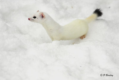 Long-tailed Weasel