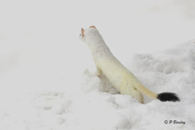 Long-tailed Weasel