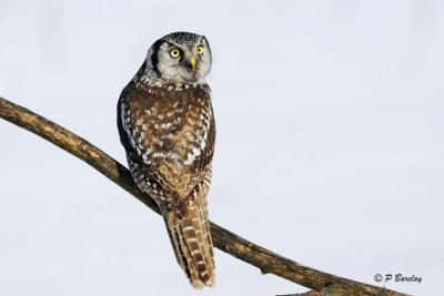 Northern Hawk Owl