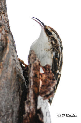 Brown Creeper