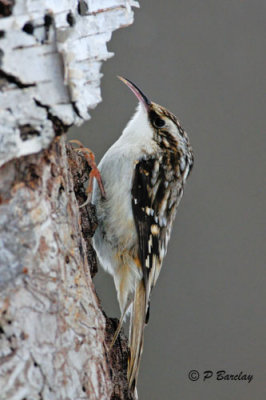 Brown Creeper