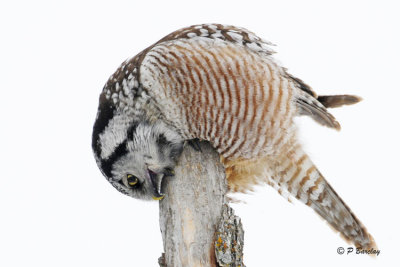 Northern Hawk Owl:  SERIES