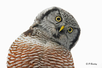 Northern Hawk Owl