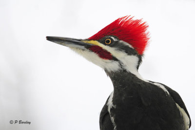 Pileated Woodpecker (m)