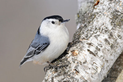 White-breasted Nuthatch