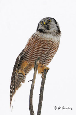 Northern Hawk Owl