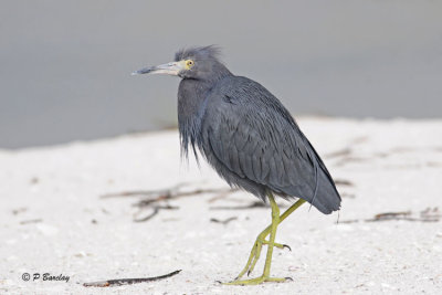Little Blue Heron
