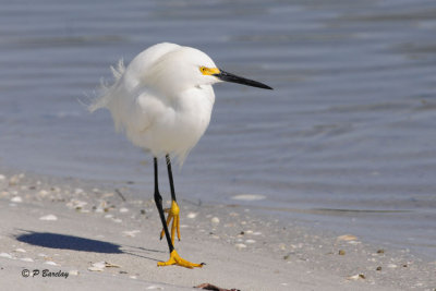 Snowy Egret