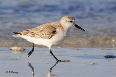 Sanderling