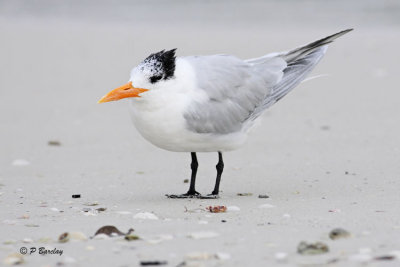 Royal Tern