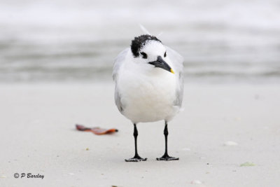 Sandwich Tern