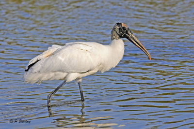 Wood Stork
