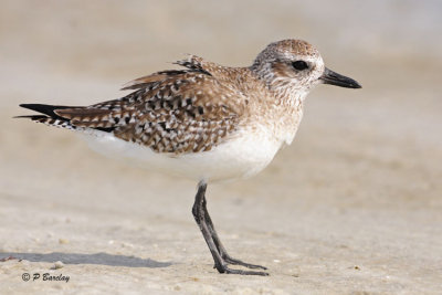 Black-bellied Plover